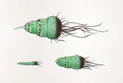 [gura] Insect Research Report No.028 [korean] page 4